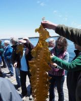 Penobscot Bay Stewards volunteers examining kelp