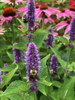 Bumble bees on native plants